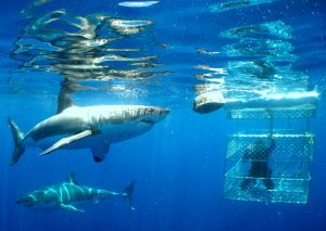 Shark Cage Diving