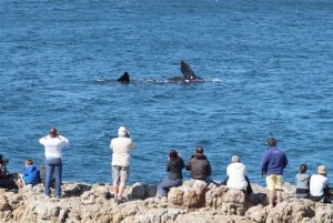 Southern-Right-Whales